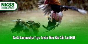 Đá Gà Campuchia Trực Tuyến Siêu Hấp Dẫn Tại Nk88
