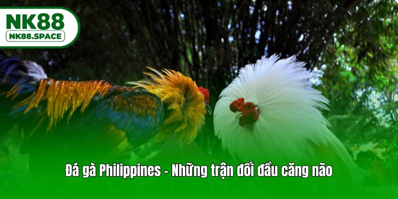 Đá gà Philippines - Những trận đối đầu căng não