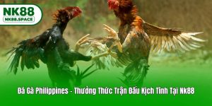 Đá Gà Philippines - Thưởng Thức Trận Đấu Kịch Tính Tại Nk88