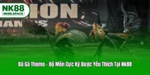 Đá Gà Thomo - Bộ Môn Cực Kỳ Được Yêu Thích Tại Nk88
