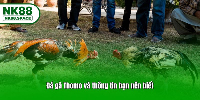Đá gà Thomo và thông tin bạn nên biết