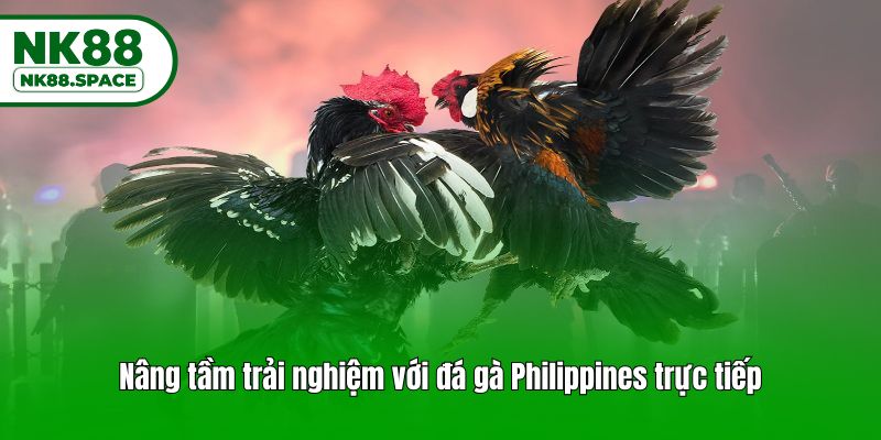 Nâng tầm trải nghiệm với đá gà Philippines trực tiếp