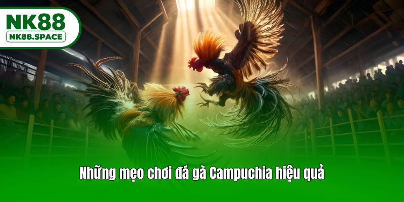 Những mẹo chơi đá gà Campuchia hiệu quả
