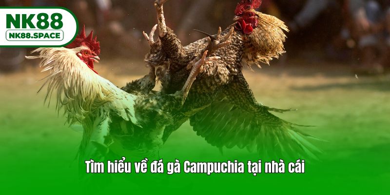 Tìm hiểu về đá gà Campuchia tại nhà cái