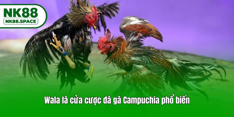 Wala là cửa cược đá gà Campuchia phổ biến